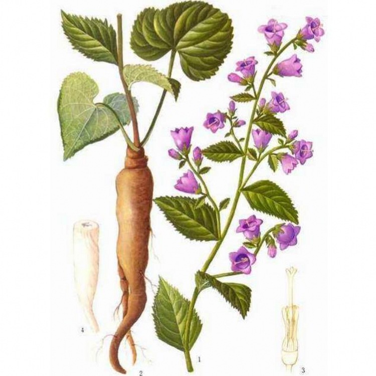 Radix Adenophorae Extract Radix Adenophorae Extract